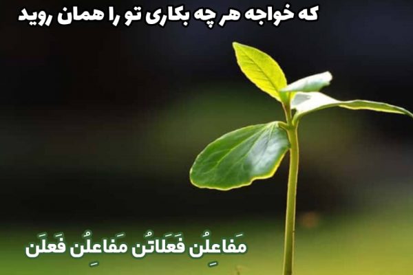 مَفاعِلُن فَعَلاتُن مَفاعِلُن فَعلَن