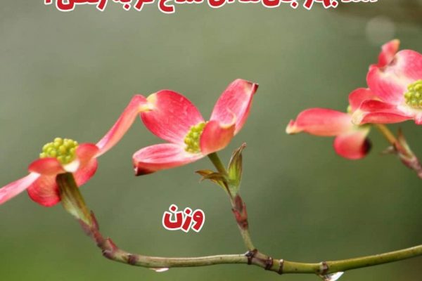 مَفعولُ فاعِلاتُن مَفعولُ فاعِلاتُن